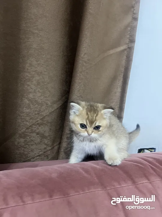قطط سكوتش اهالي مسجله