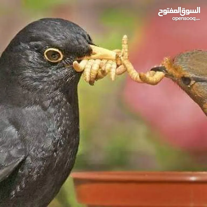 يرقات دود القبابي حي ميلوورم mealworm غذاء ممتاز بروتين حيواني لا يسبب التشحيم للطيور والاسمام