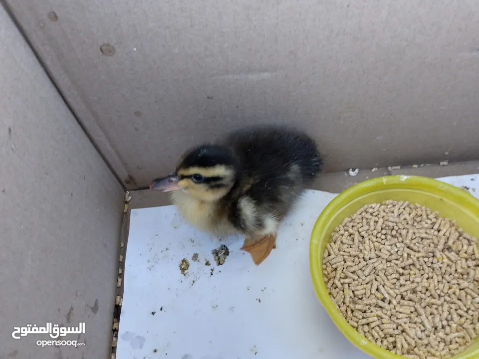 بطة صغيره مدجنه للبيع مثاليه للتربية و الهواية صحتها ممتازه و نظامها الغذائي الصحي و متوازن متو