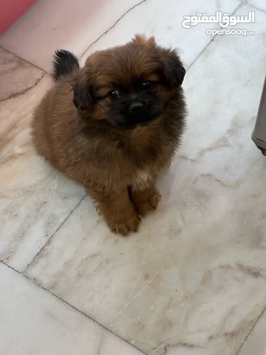 Peganese dog for sale