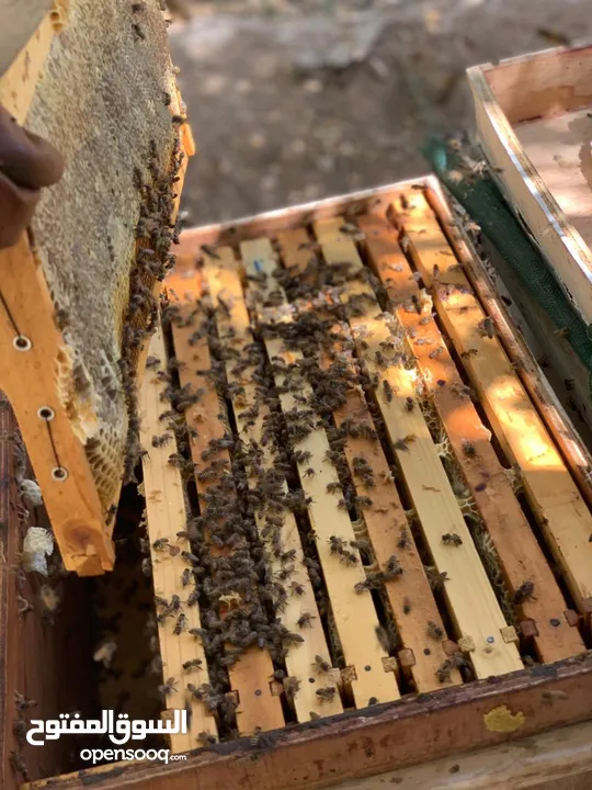مناحل بروق الجزيرة لبيع العسل العماني مقابل وكاله تويوتا البريمي على الشارع العام