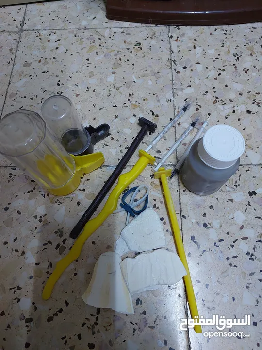 طائر كوكتيل للبيع