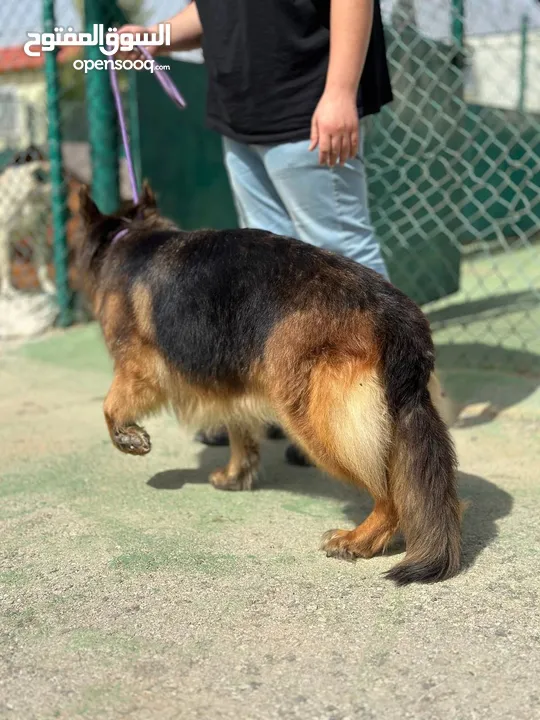 German shepherd