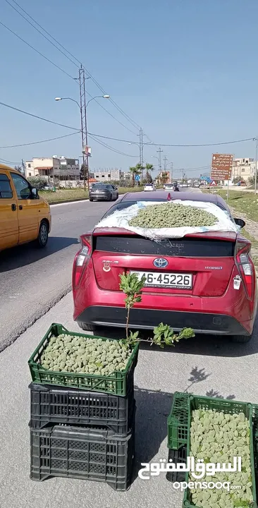 لوز اخضر  ،شامي ،عواجي  متوفر كميات