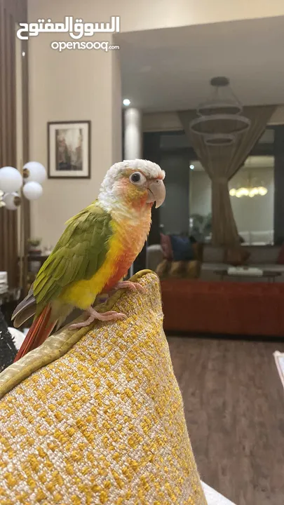 KIKI green cheek conure   كنيور price negotiable