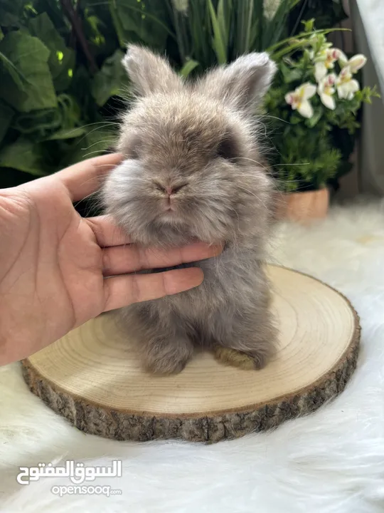 أرنب انقلش انقورا والقزم وهولاند لوب و هوتوت - English Angora ,Dwarf,Holland lop