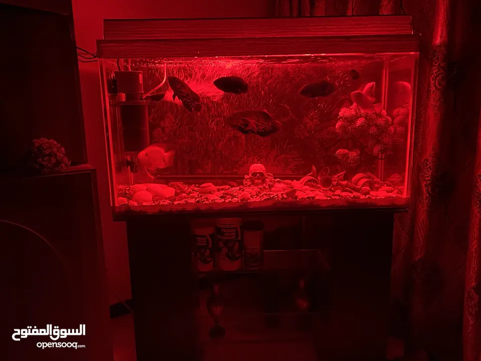حوض سمك اوسكر كامل اغراضو للبيع