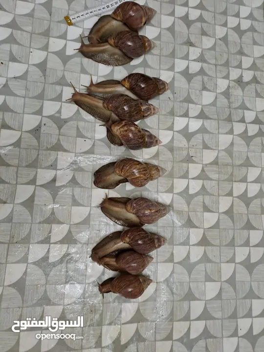 حلزون افريقي احجام ضخمة للبيع بأسعار مناسبة متبقي عشر حلزونات فقط