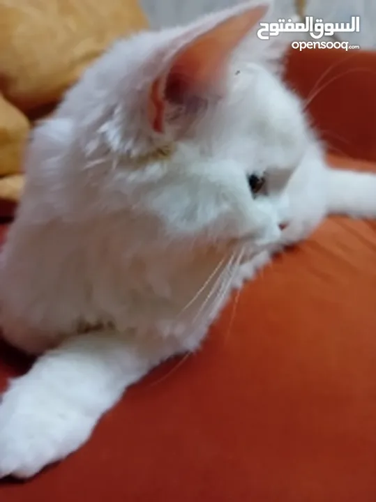 قطة turkish angora