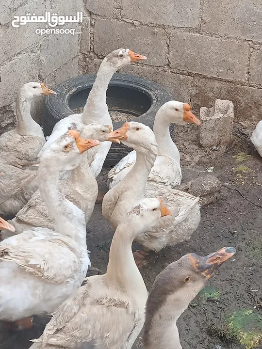 وز افريقي.بيض .فراخ . اطقم شغال