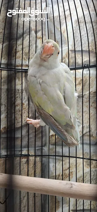 للبيع طير متو