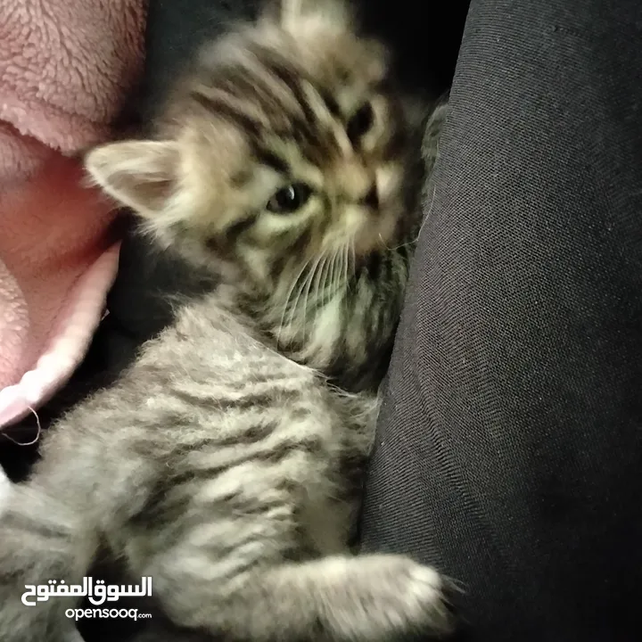 6 قطط للبيع الام وأطفالها عمر الام سنه وشهرين والأطفال شهر ونصف