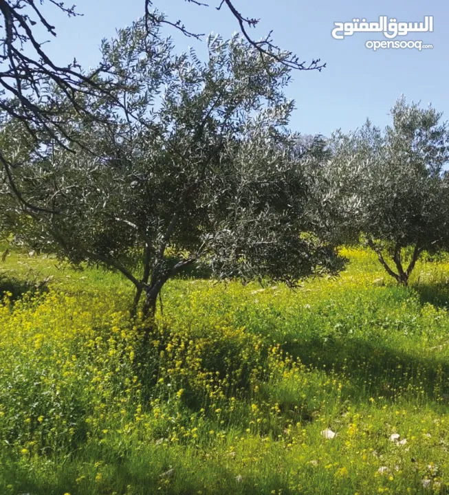 أرض سكنية مزروعة زيتون في السلط / الصبيحي / سيحان / 1200 متر