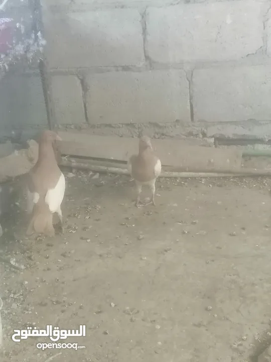 جوزين يهودي جوز اصفر وجوز احمر على صفره