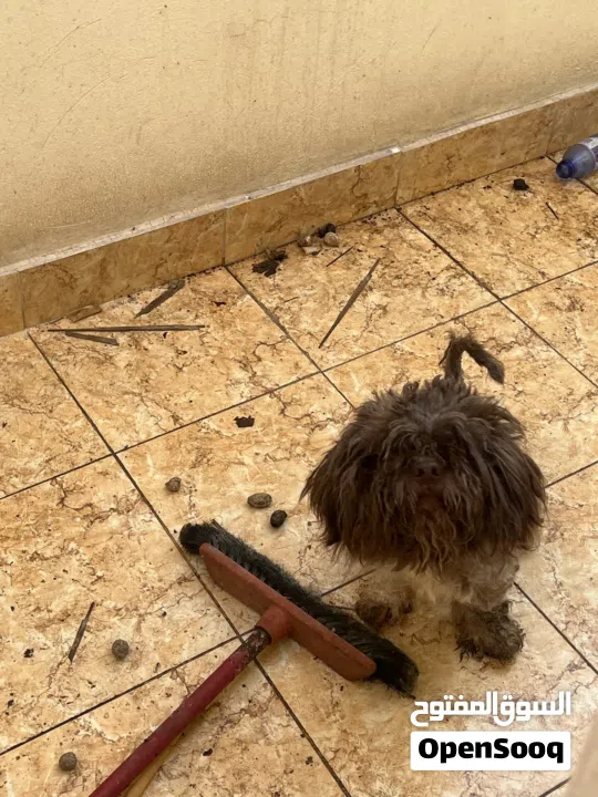 كلب مالتيز عمر 8