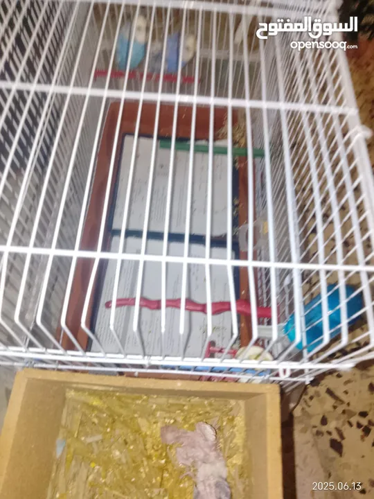 عصافير للبيع