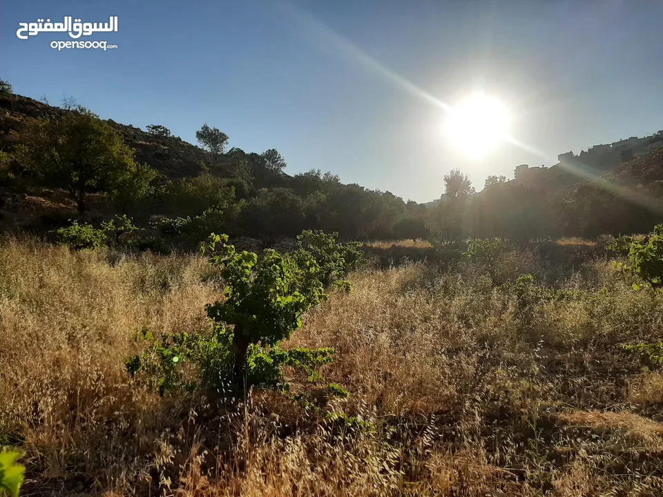 ثلاث دونم و700 متر كوشان طابو مراح رباح