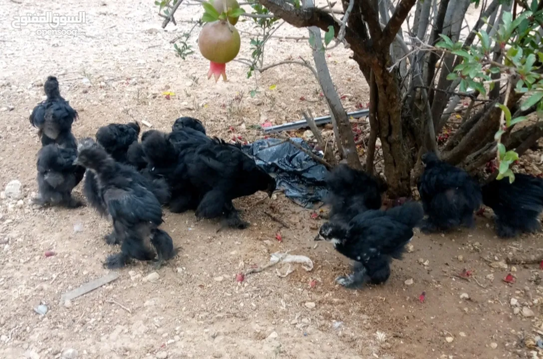 وز سوبر جامبو وجاج كوشن ومصوف