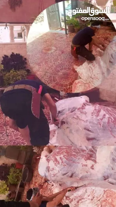 لحام متنقل ذبح أضاحي خاروف عجل بلدي جمل غنم بلدي روماني برزيلي كولمبي اسباني خروف بلدي جزار متنقل