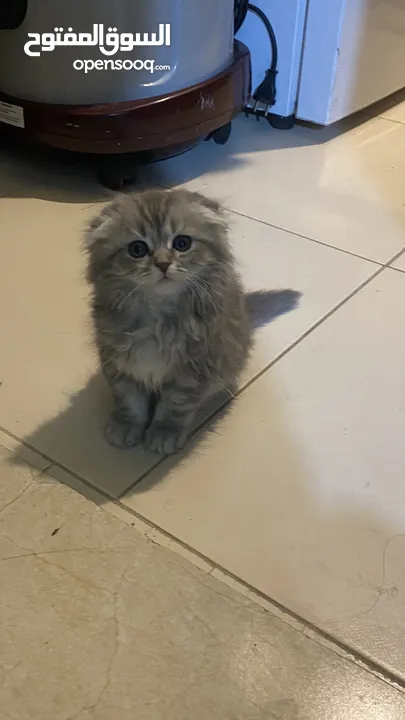 الام شنشلاا والاب سكوتش