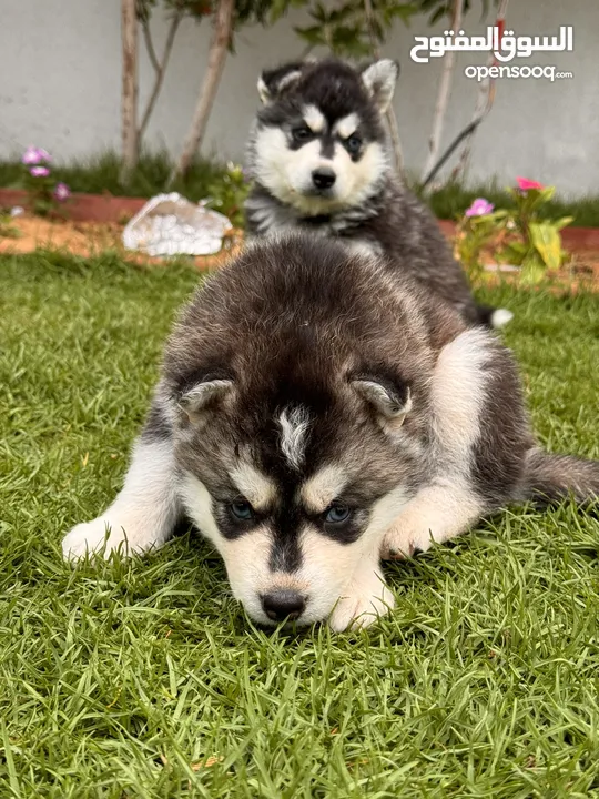Top line husky puppies from Microchipped parents and Passport