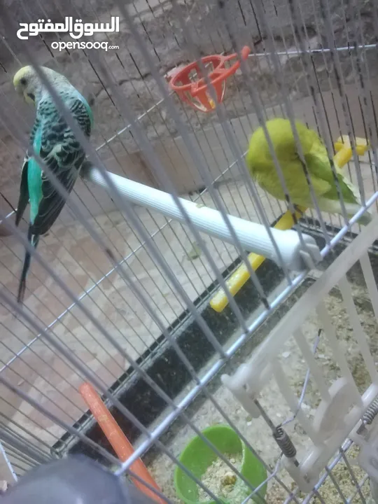 3 جواز حب مع فراخ  بيض مقفصات للبيع