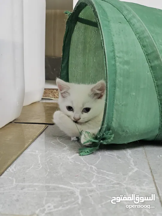 Adorable British Shorthair Kittens Looking for Their Forever Homes – Ready to Join Your Family