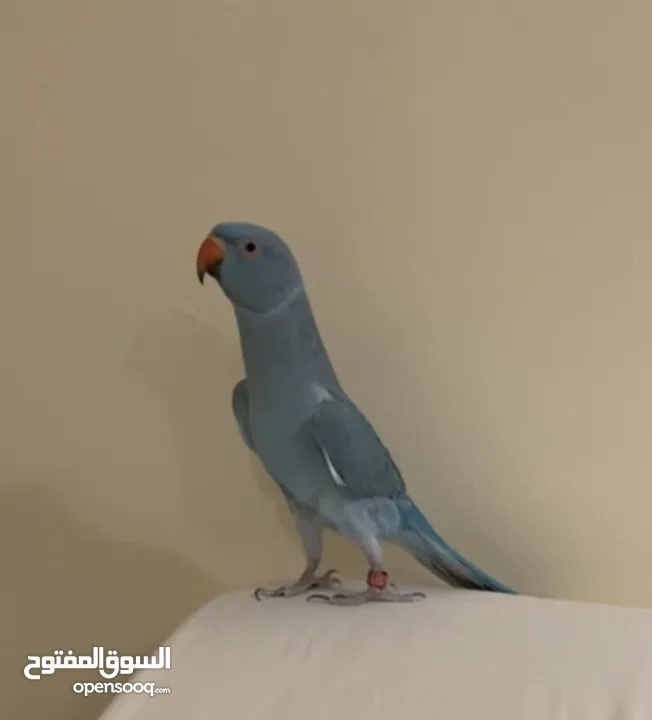 طائر الدرة المطوقة الناطق Ringneck