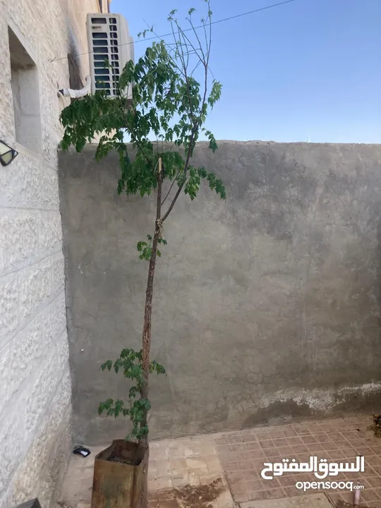 radermachera sinica شجرة  شجرة الثعبان