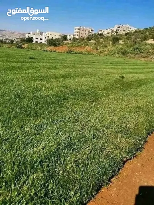 نجيل طبيعي ونجيل ديكوندرا