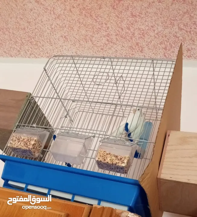 جوزين حب البينو جوز ابيض وجوز اصفر وابيض
