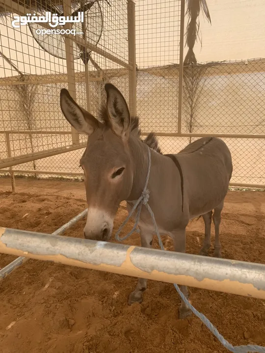 Donkey Not gelded