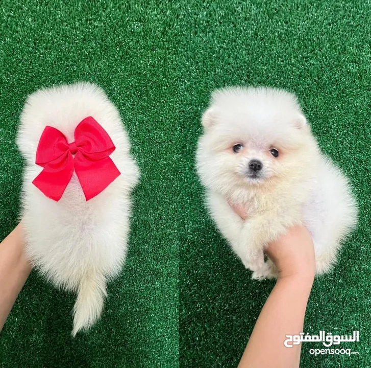 Male & Female Pomeranian for sale