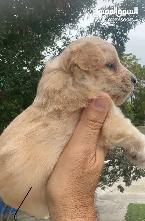 Maltipoo male puppy