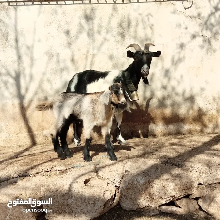 عنزتين وتيس البينو اصلي للبيع
