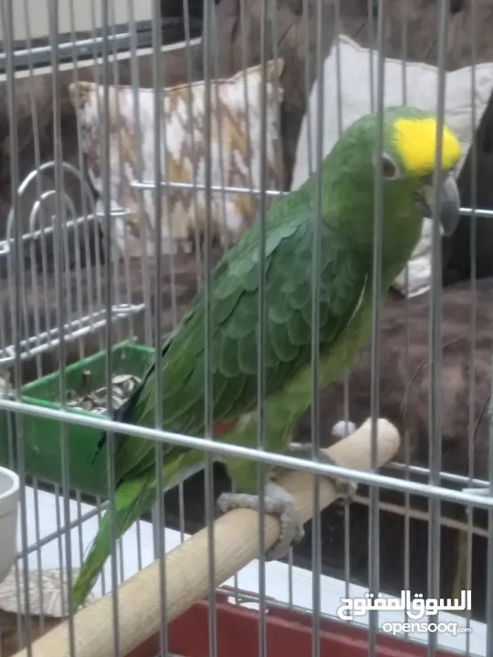 يلو كراون   حجم جانبو ريش كامل برخبط كلمات اكتير