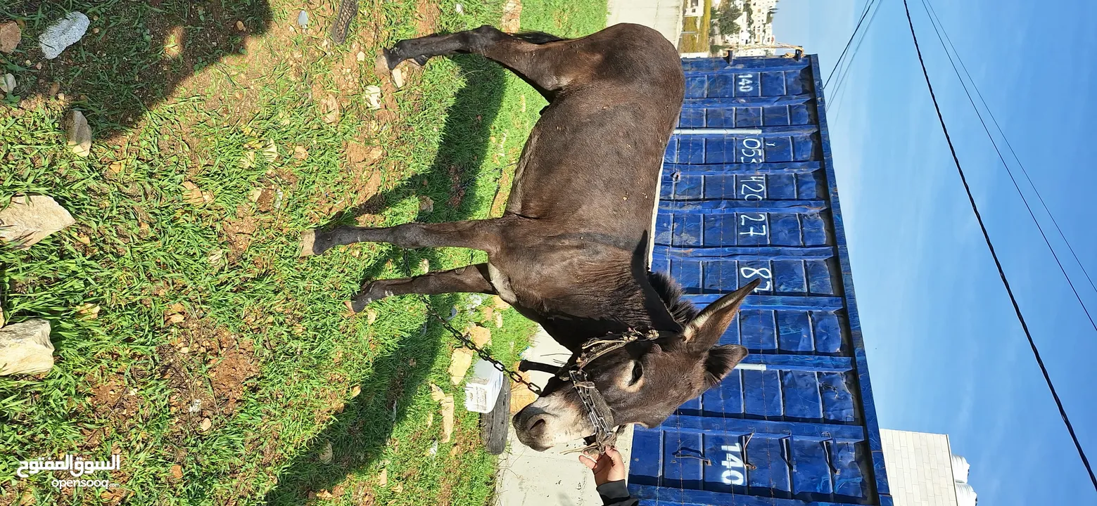 حمار للبيع موجود بالخليل _حلحول
