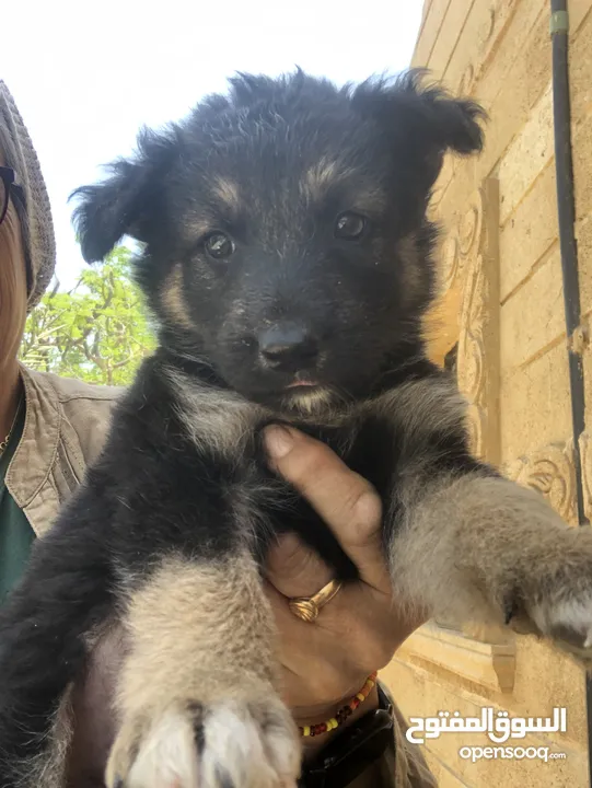 German Shepherd puppies