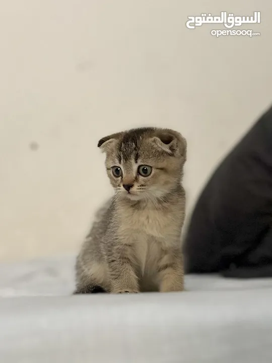 Pure Scottish fold kittens for sale