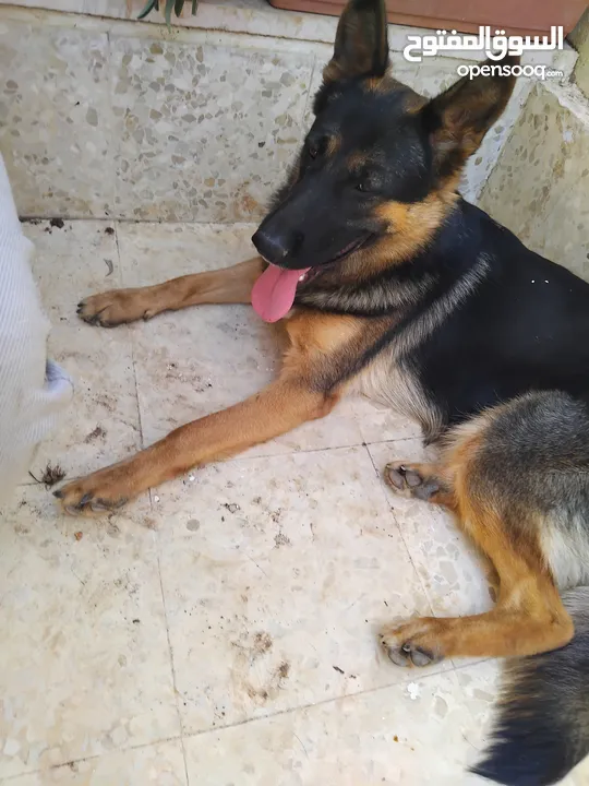 كلبة انثى جيرمن