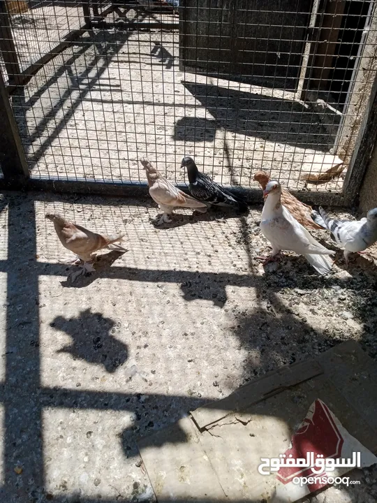 فراخ حمام البيع