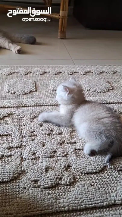 kittens for sale 60 days old    Scottish.