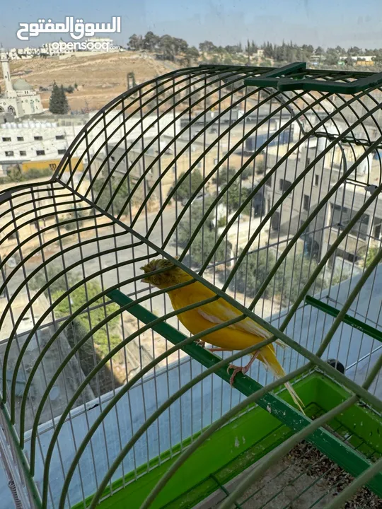 كناري 3 فحوله صوت نار  مع جميع اغراضهم