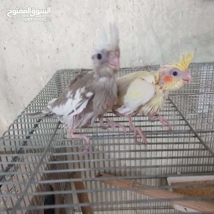 فراخ كوكتيل للزق اليدوي