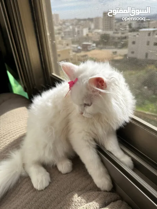 شيرازي بريطاني ~ شيرازي انغورا~ بيع سعر رمزي ~