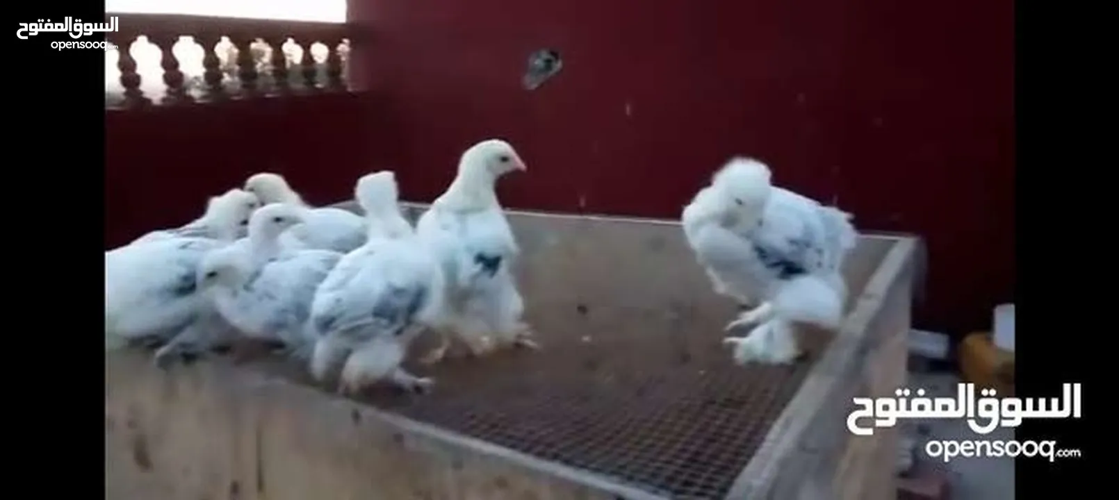 مطلوب صيصان براهما تواصل خاص الرقم مفصول..