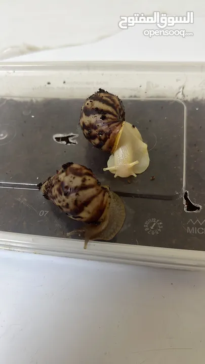 حلزون افريقي  African snail