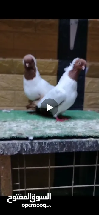جوز ارباش اصفر شغال مكفول
