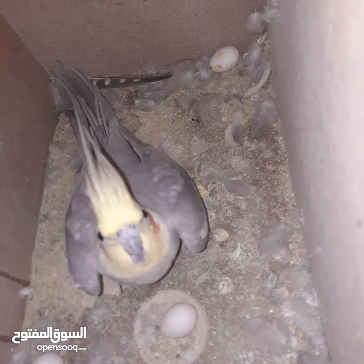 جوز كوكتيل