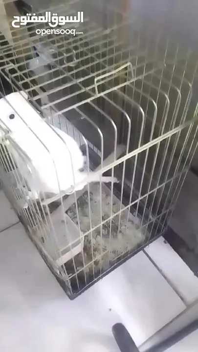 ببغاء كوكاتو جوفن